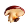 Reishi