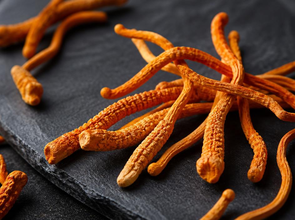 Macro photograph of Cordyceps mushrooms
