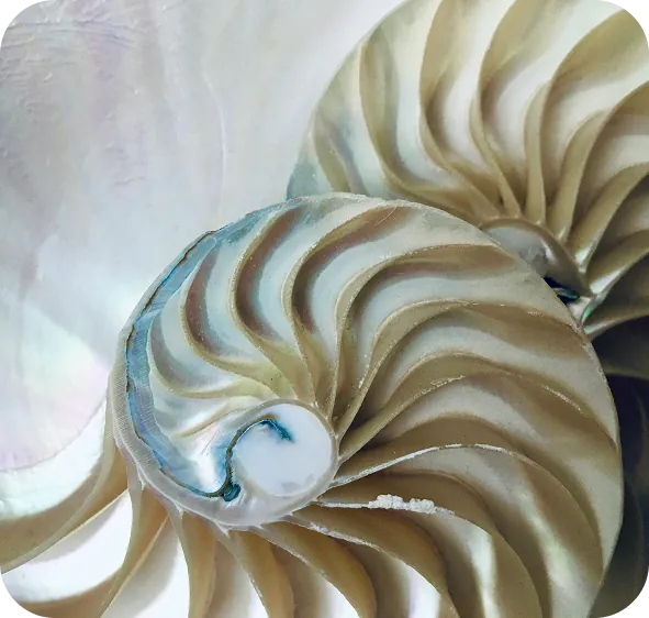 Nautilus shell