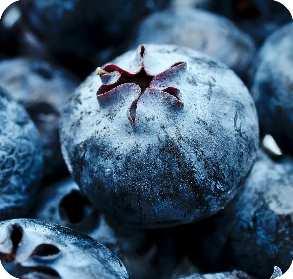 Fresh blueberries