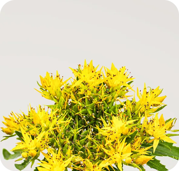 Rhodiola rosea plant