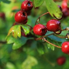 Hawthorn